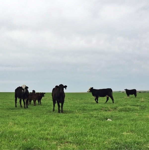 Cows // The Pioneer Woman Cows // The Pioneer Woman