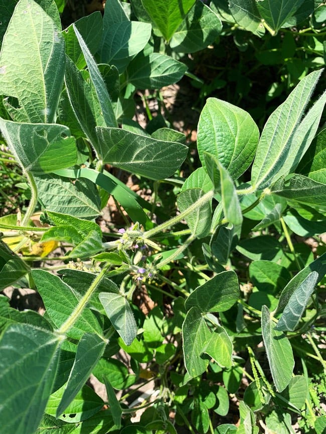 Soy Farm Best Food Facts Tour thelittlekitchen.net Closeup photo of a soy bean plant with purple flowers in a field thelittlekitchen.net