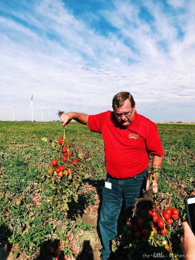 Tomato & Cheese Omelette Muffins from thelittlekitchen.net Tomato & Cheese Omelette Muffins from thelittlekitchen.net