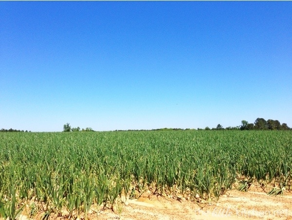 Vidalia Onions thelittlekitchen.net Vidalia Onions thelittlekitchen.net