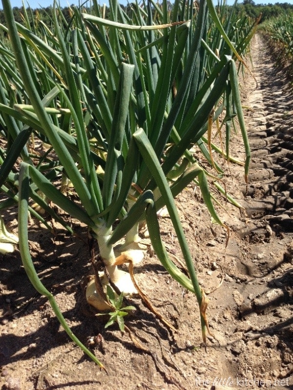 Vidalia Onions thelittlekitchen.net Vidalia Onions thelittlekitchen.net